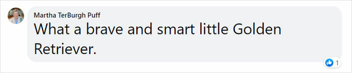 Golden Retriever Walks Over 62 Miles Over 2 Weeks To Find Her Owners