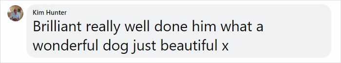 Golden Retriever Walks Over 62 Miles Over 2 Weeks To Find Her Owners