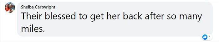 Golden Retriever Walks Over 62 Miles Over 2 Weeks To Find Her Owners