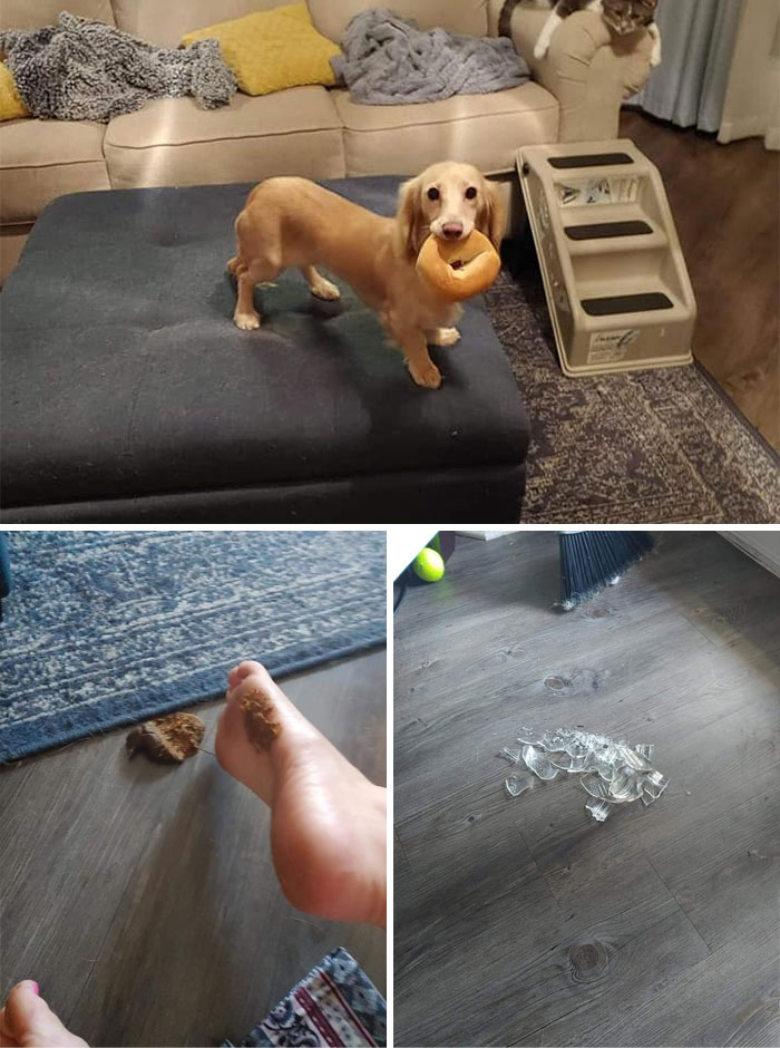 Guilty-Dog-Challenge