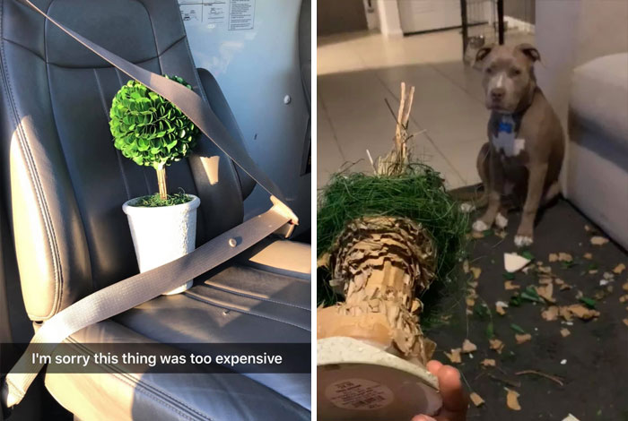 Guilty-Dog-Challenge