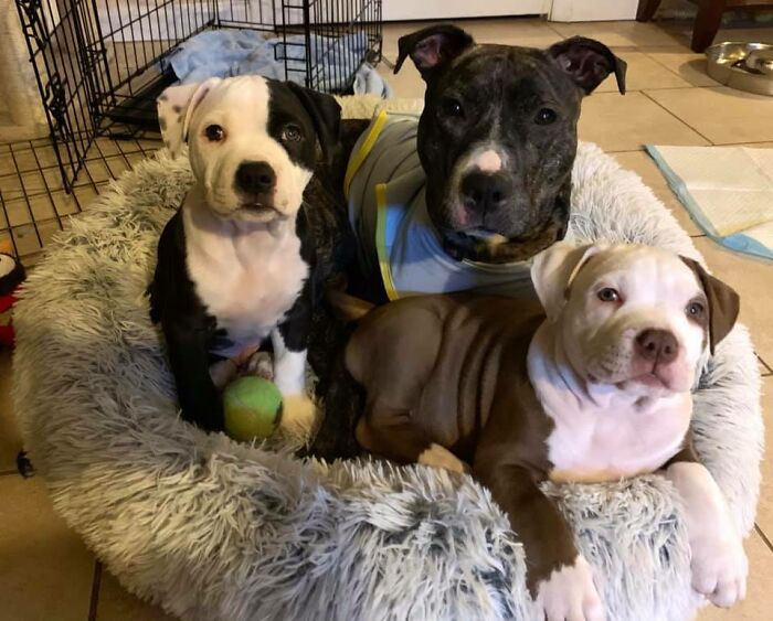 Guilty-Dog-Challenge