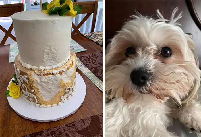 Guilty-Dog-Challenge