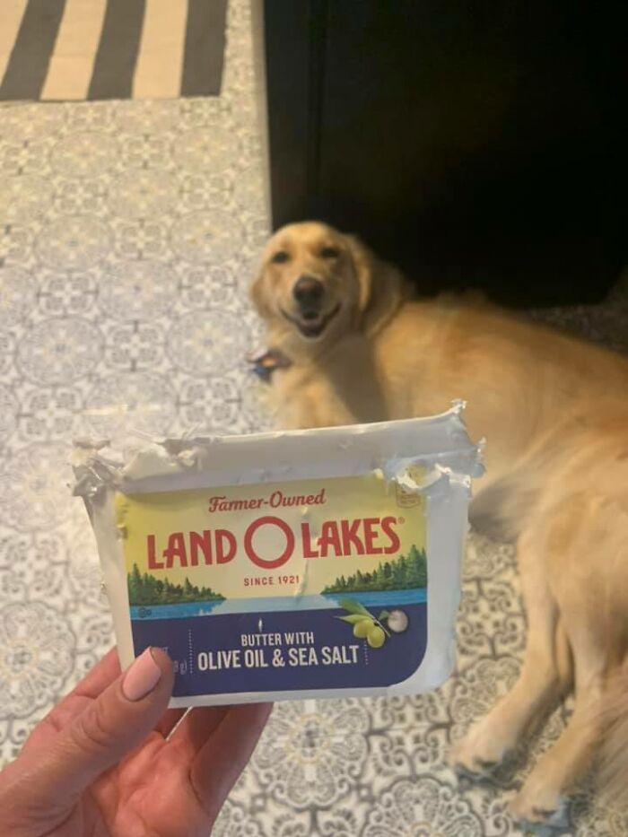 Guilty-Dog-Challenge