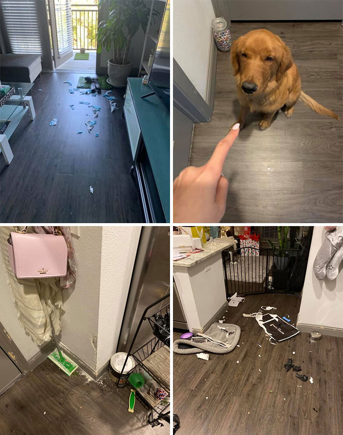 Guilty-Dog-Challenge