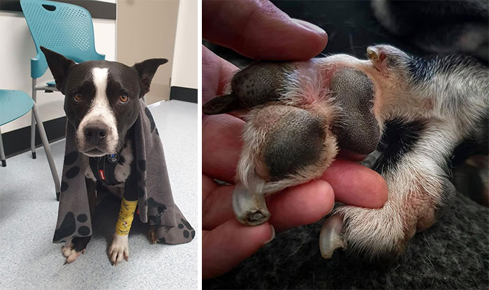 Guilty-Dog-Challenge