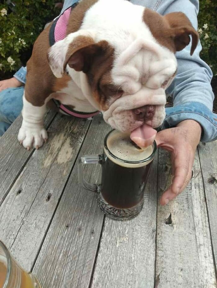 Guilty-Dog-Challenge