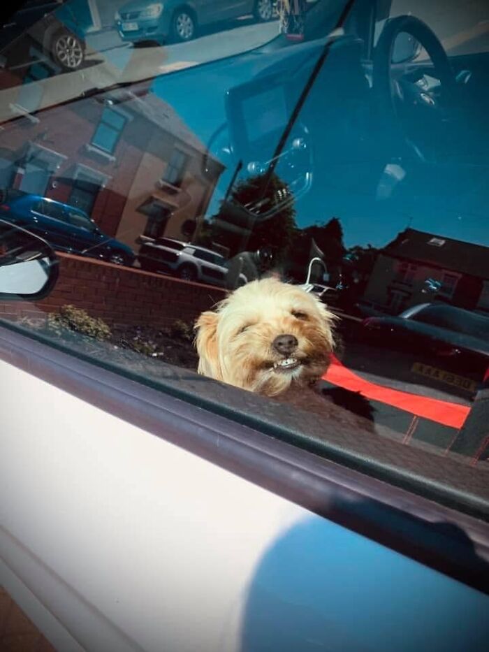 Guilty-Dog-Challenge