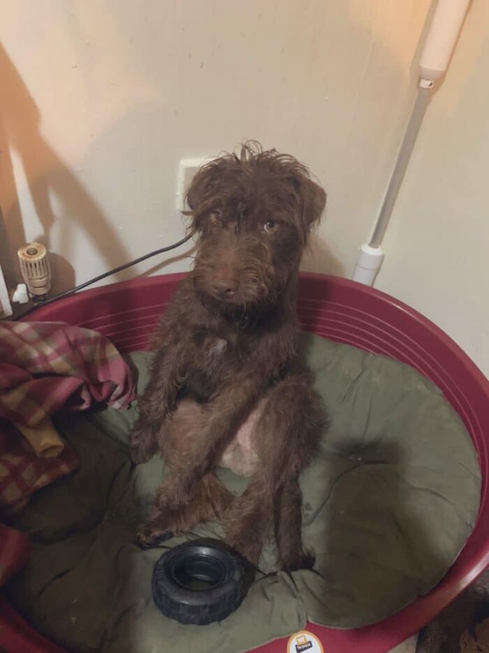 Guilty-Dog-Challenge