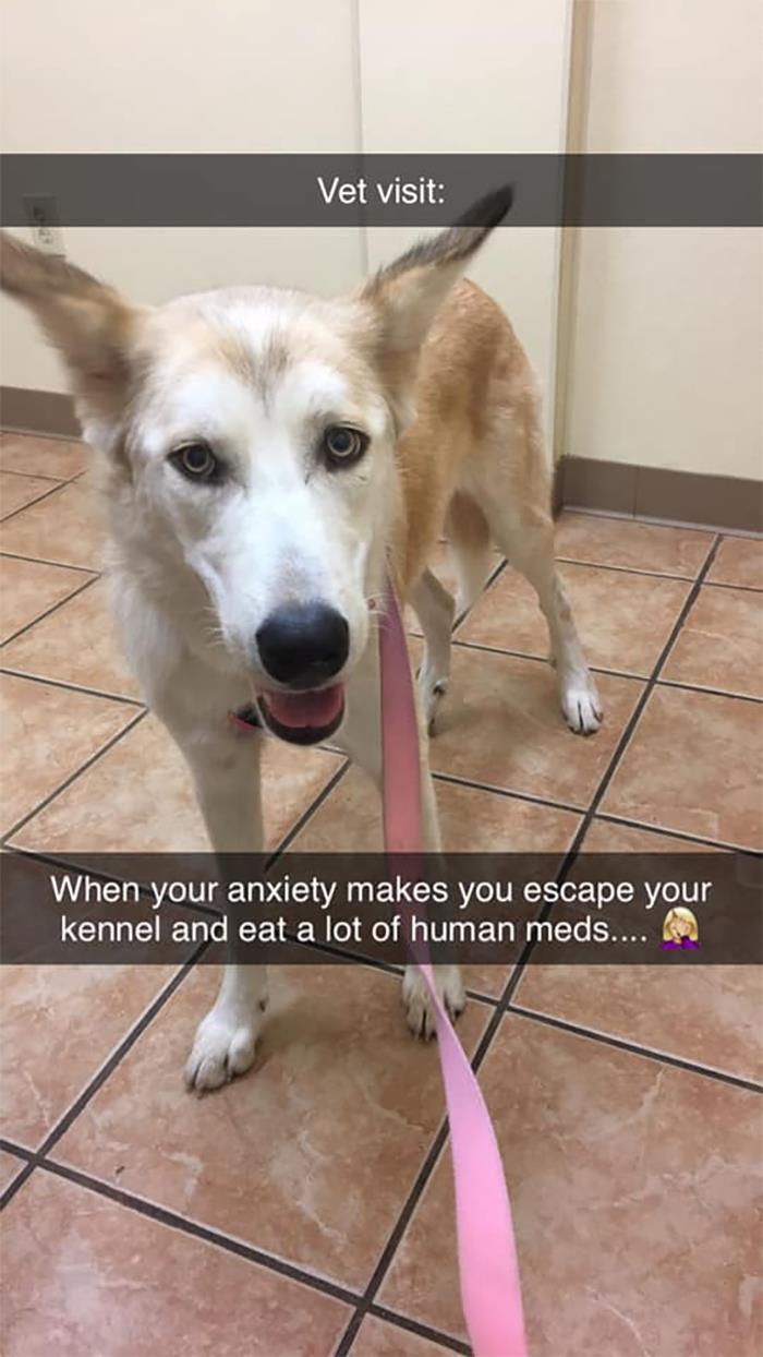 Guilty-Dog-Challenge