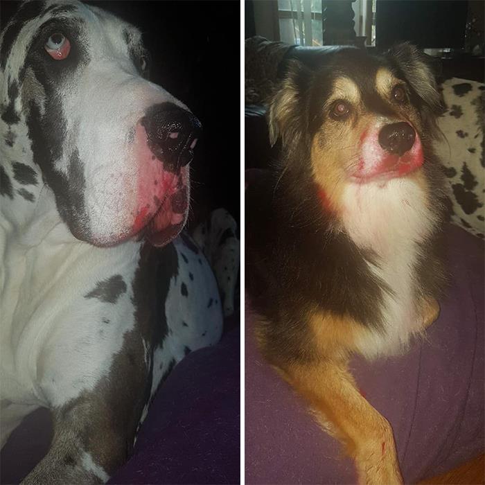 Guilty-Dog-Challenge