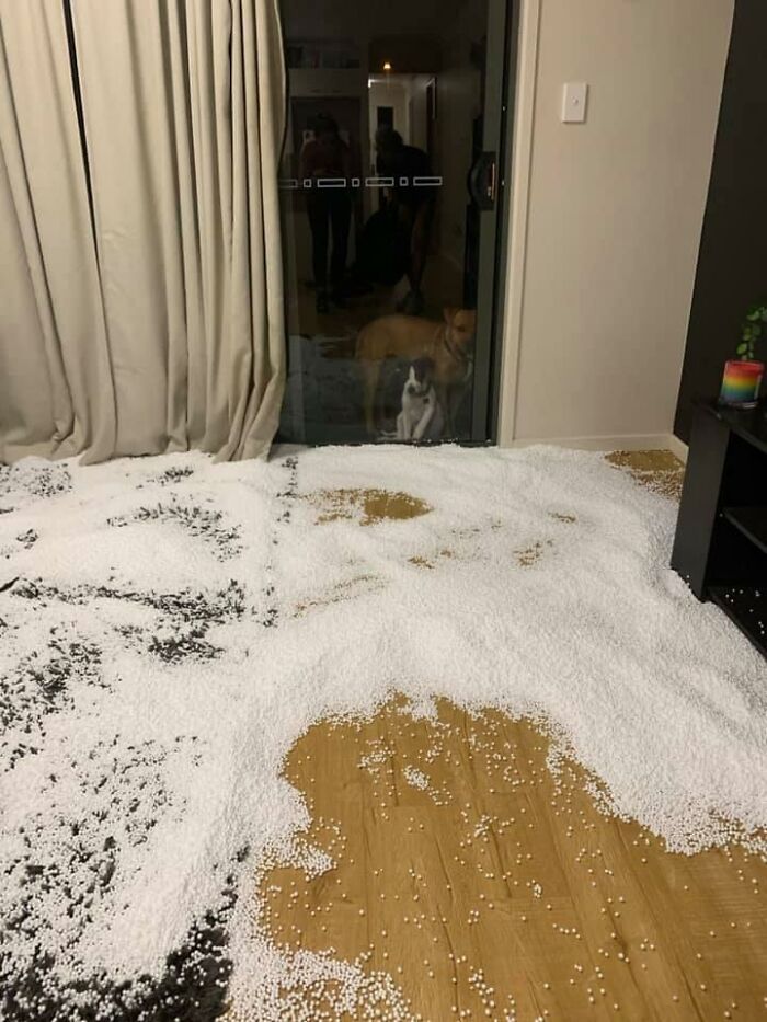 Guilty-Dog-Challenge