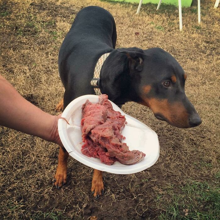 Guilty-Dog-Challenge