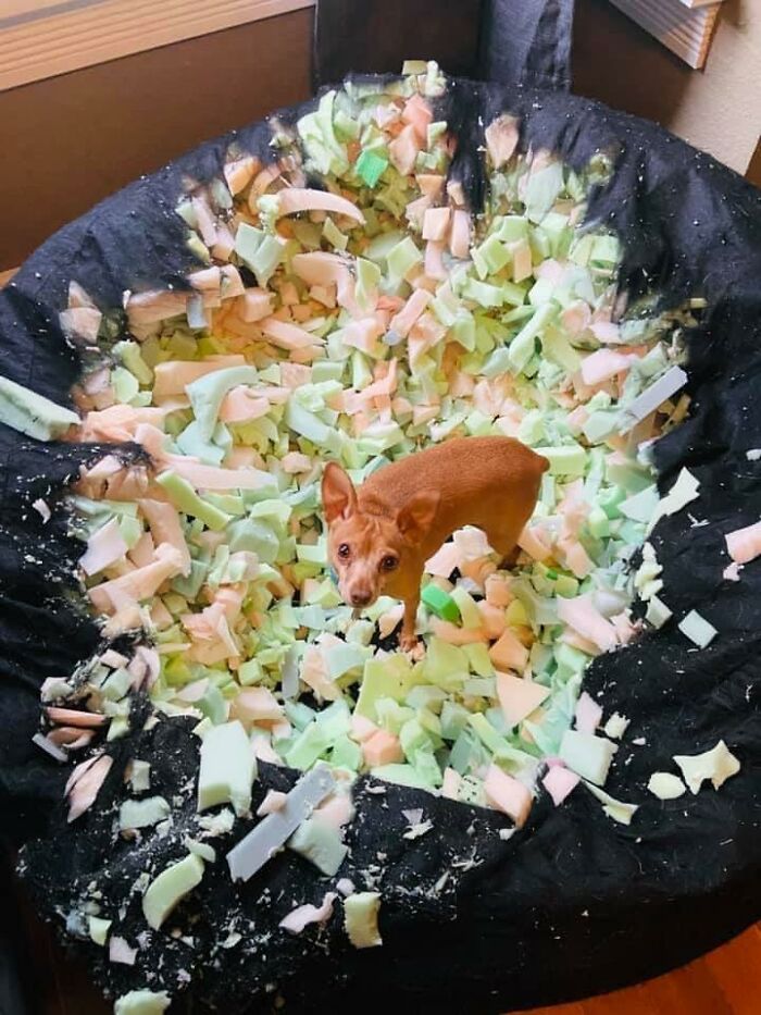 Guilty-Dog-Challenge