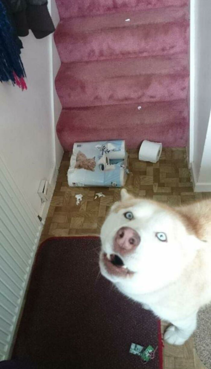 Guilty-Dog-Challenge