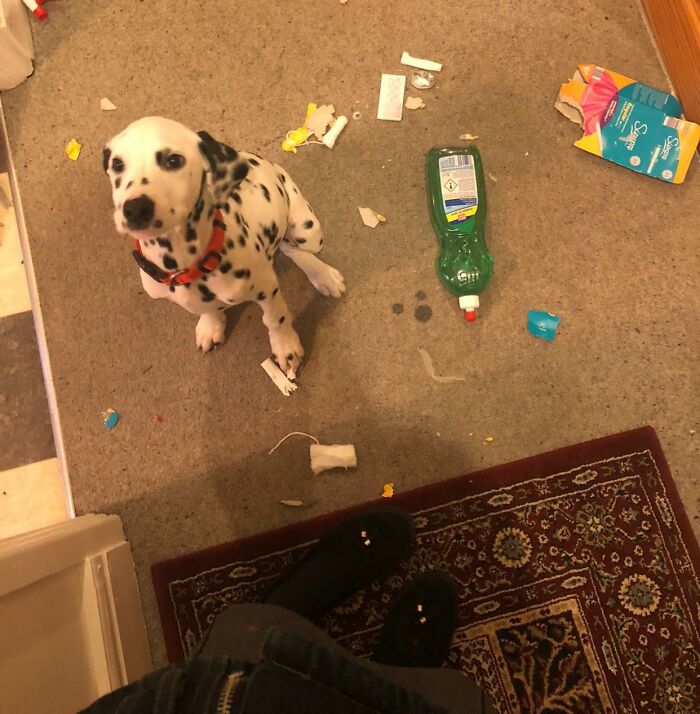 Guilty-Dog-Challenge