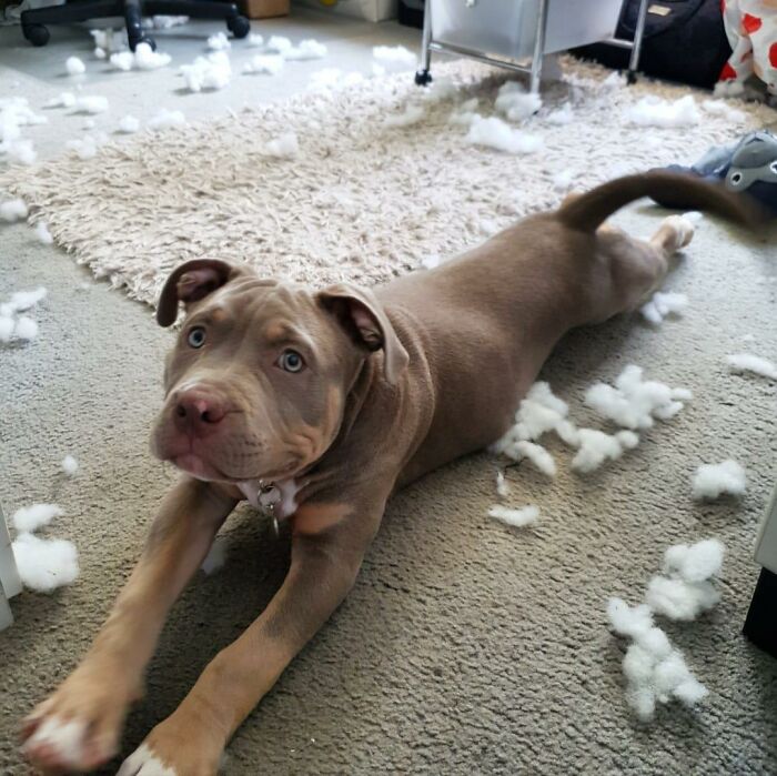 Guilty-Dog-Challenge