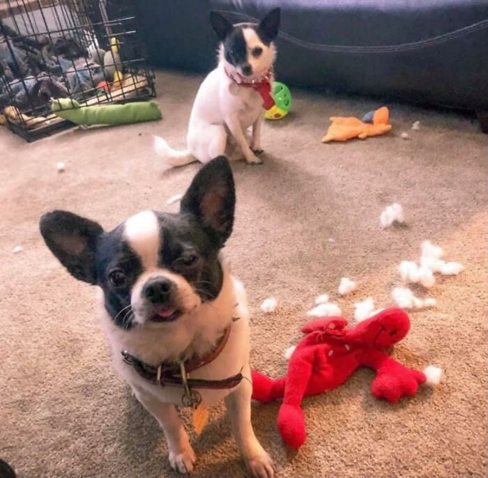 Guilty-Dog-Challenge