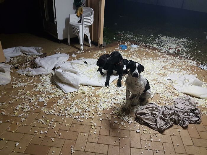 Guilty-Dog-Challenge