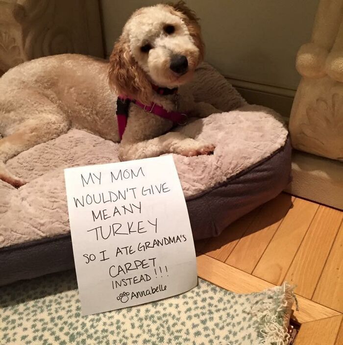 Guilty-Dog-Challenge