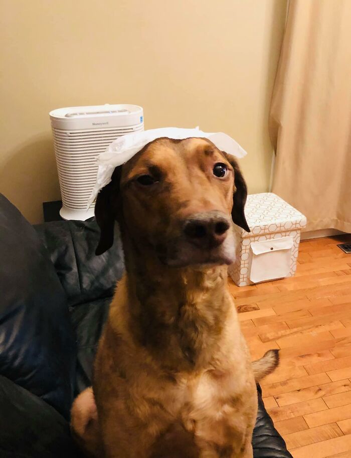 Guilty-Dog-Challenge