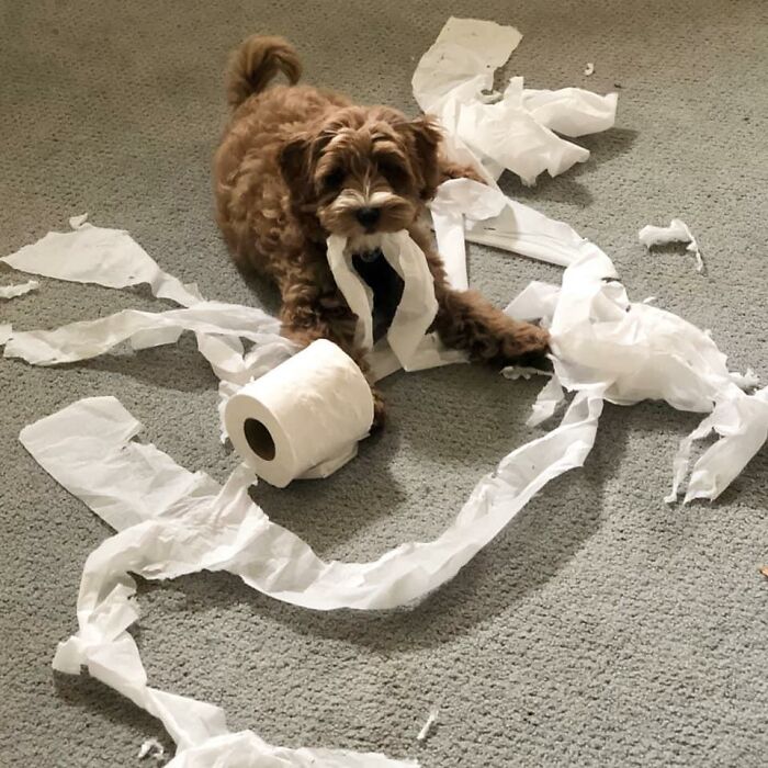 Guilty-Dog-Challenge