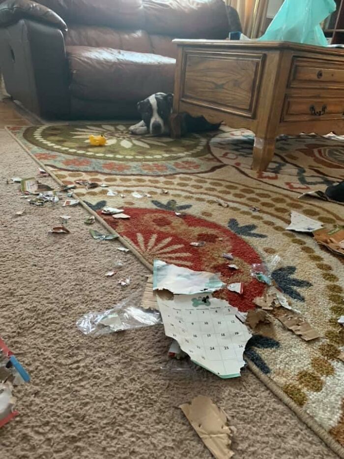 Guilty-Dog-Challenge