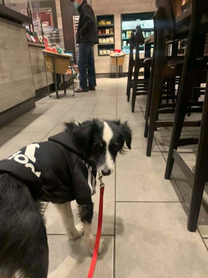 Guilty-Dog-Challenge