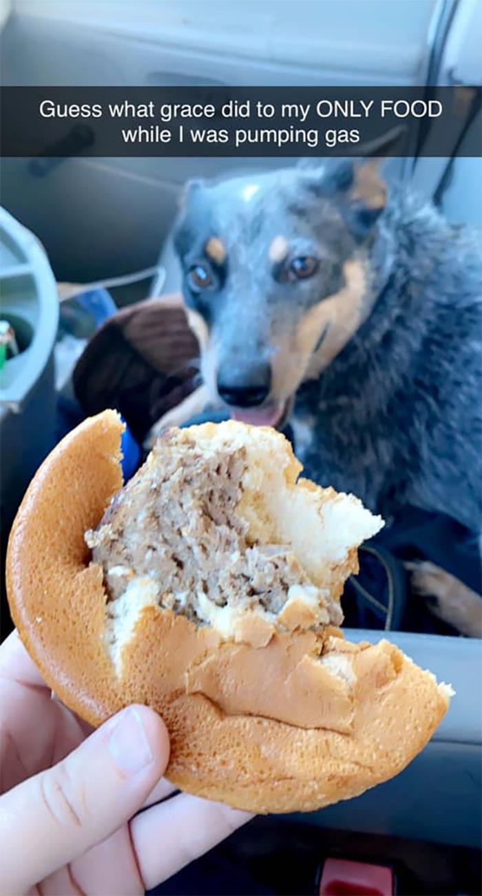 Guilty-Dog-Challenge