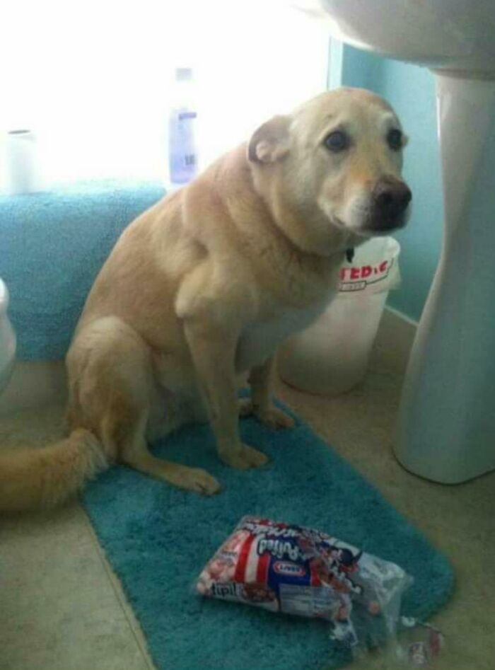 Guilty-Dog-Challenge