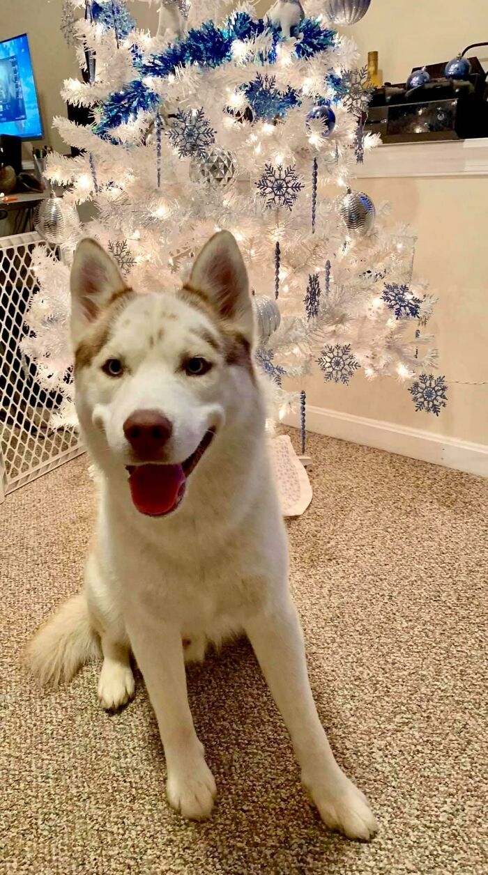 Guilty-Dog-Challenge