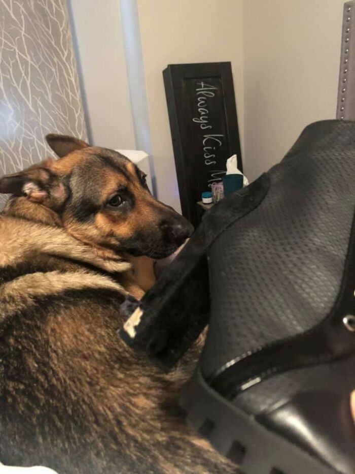 Guilty-Dog-Challenge