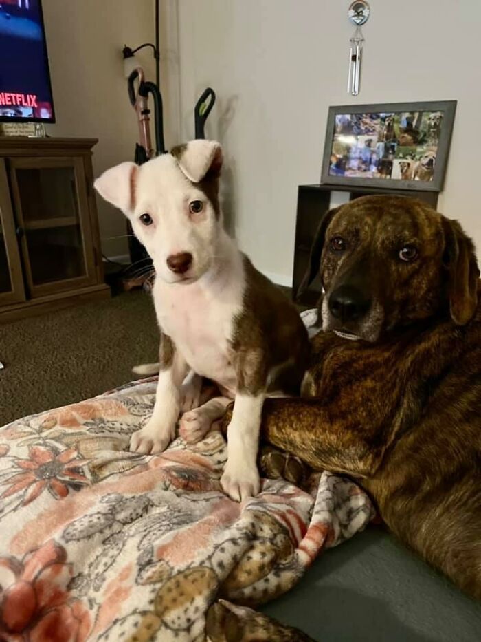 Guilty-Dog-Challenge