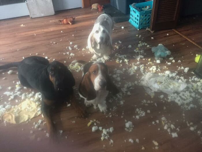 Guilty-Dog-Challenge