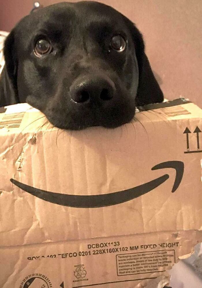 Guilty-Dog-Challenge