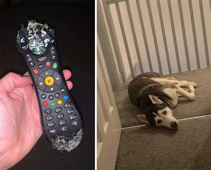 Guilty-Dog-Challenge