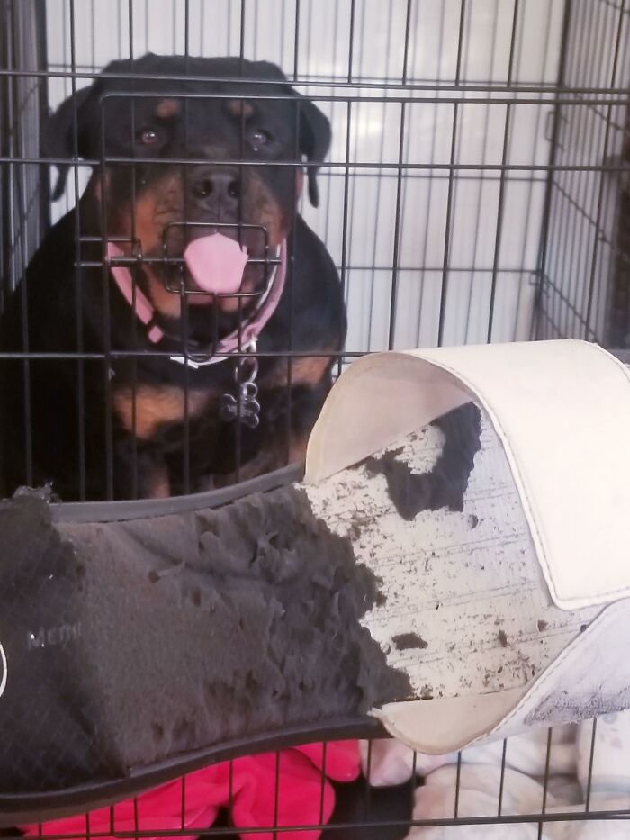 Guilty-Dog-Challenge