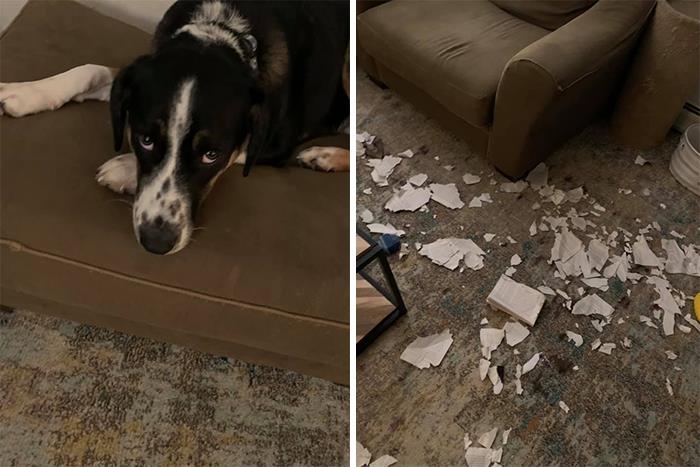 Guilty-Dog-Challenge