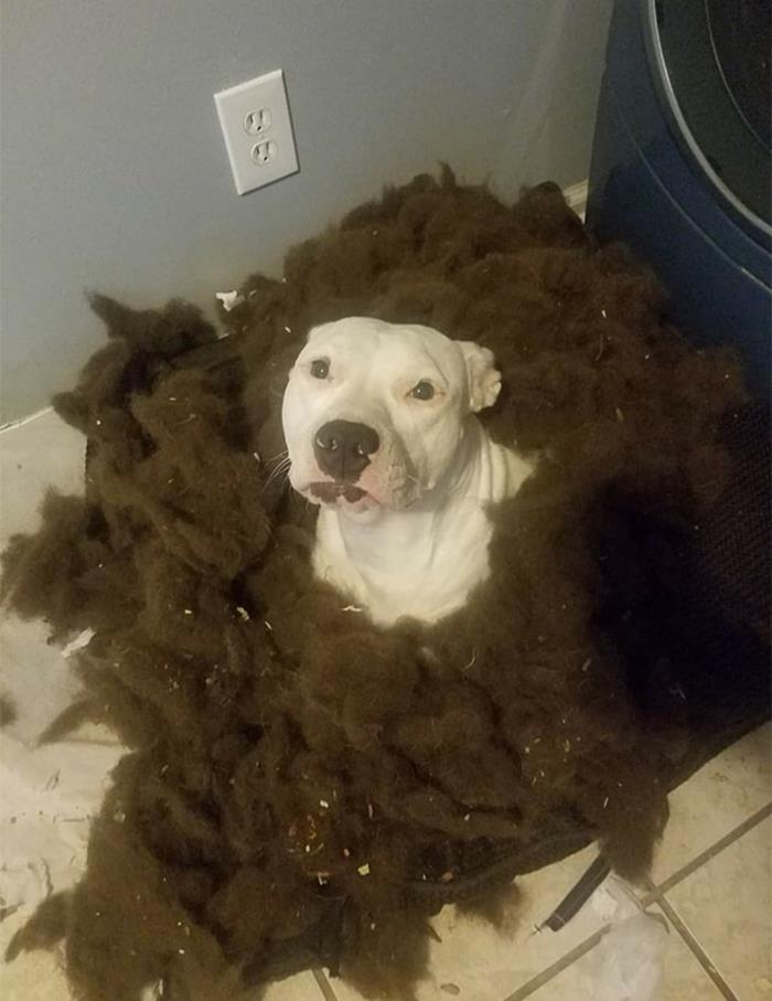 Guilty-Dog-Challenge