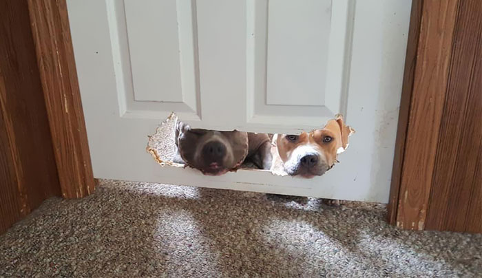 The ‘Guilty Dog’ Challenge Got People Competing About Whose Dog Is The Naughtiest (30 Pics)