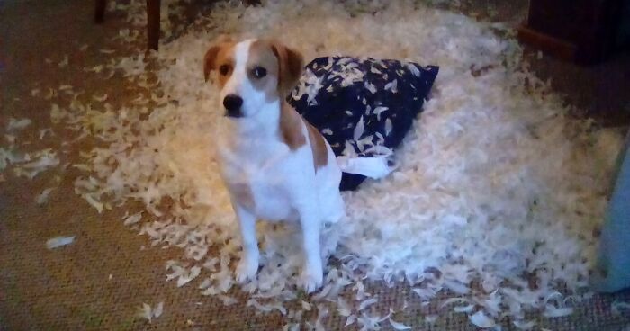 Hey Pandas, Share A Photo You Took That Makes You Laugh Every Time You See It (Closed)