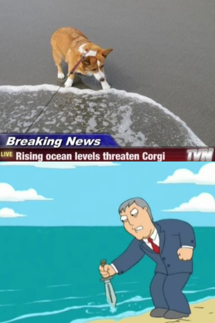 Never Mess With A Corgi