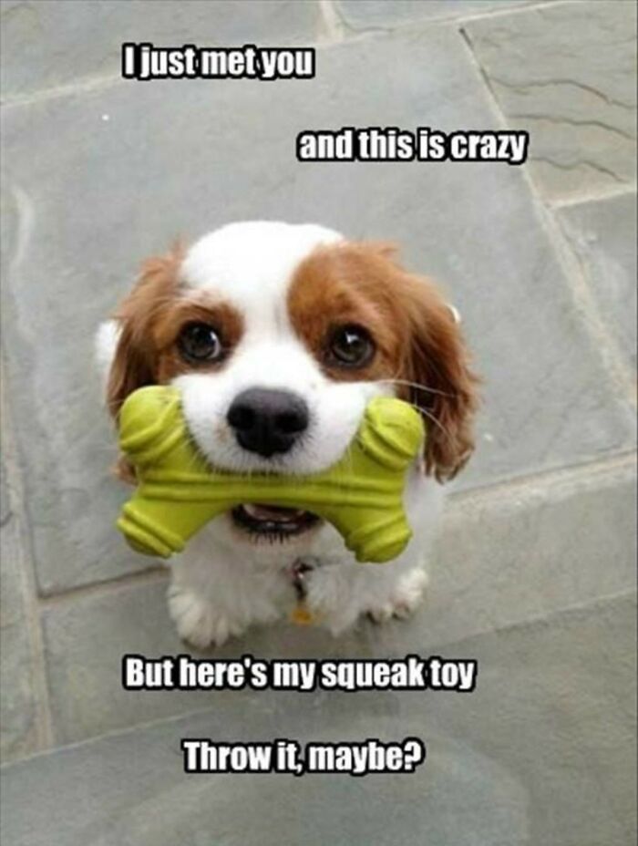 Cute dog holding a green squeaky toy with funny meme text overlay.