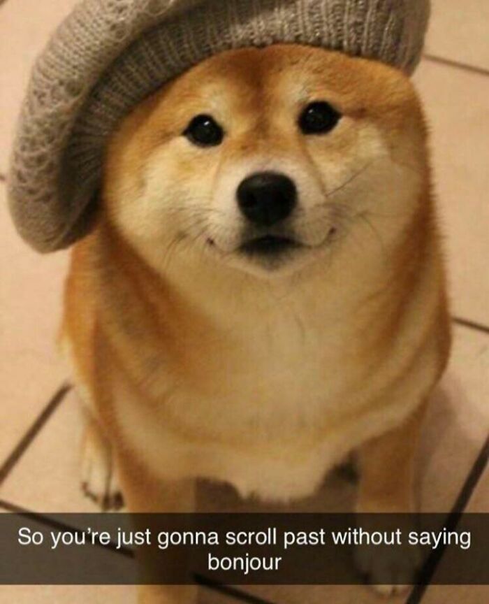 Dog wearing a beret with text saying, "So you're just gonna scroll past without saying bonjour," capturing funny dog memes.