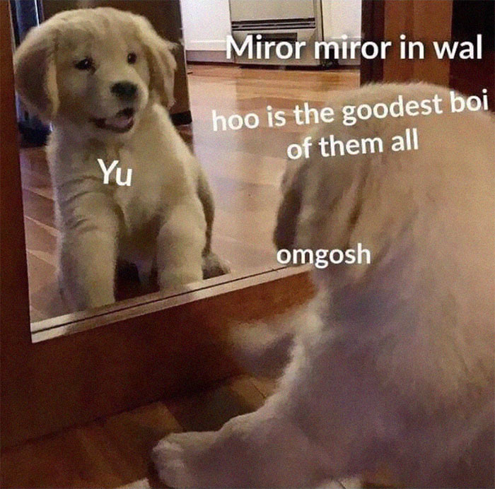 Hey Pandas, Share Your Favorite Dog Memes (Closed)