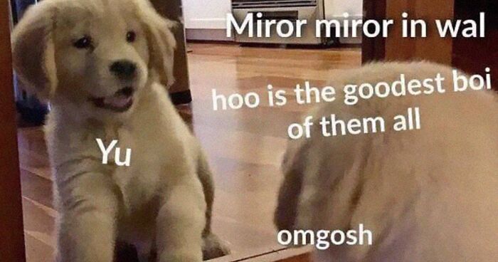 Hey Pandas, Share Your Favorite Dog Memes (Closed)