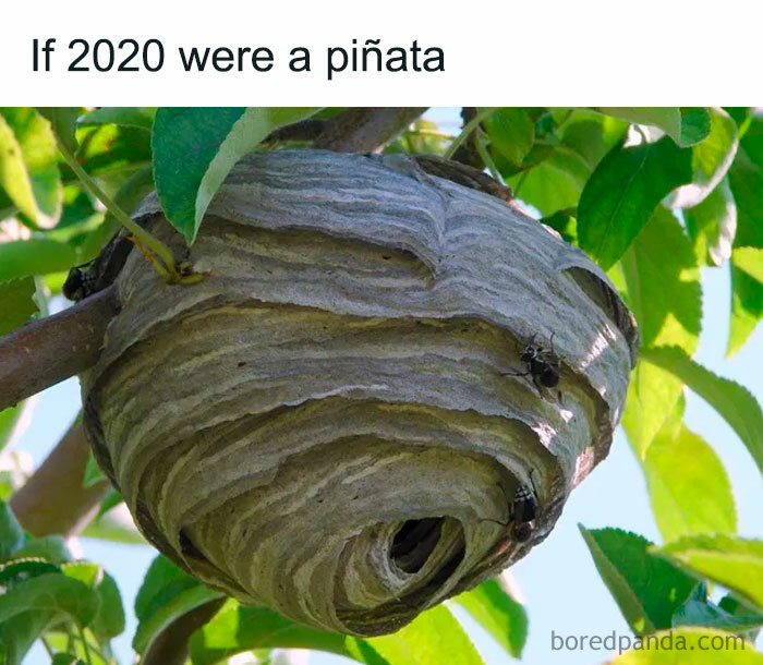 If-2020-Was-Meme-Joke