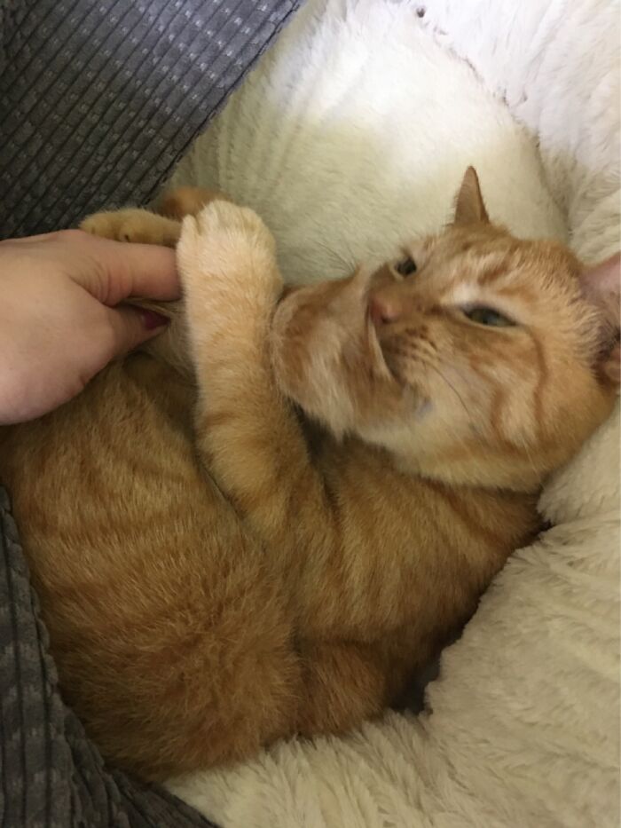 Pumpkin Loves To Chew His Tail! Ig: Mortimerthepumpkin