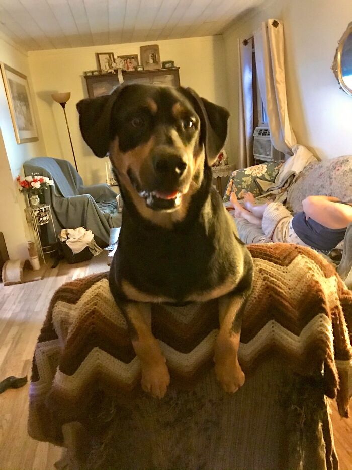 Eko Loves To Keep A Lookout On The Recliner