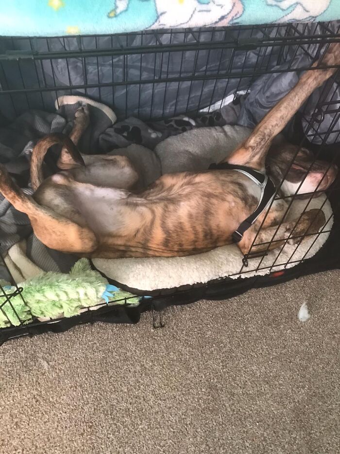 This Is Cooper, Staff/Pit Mix With The Biggest Heart Of Gold. This Is Him Sleeping After A Hike